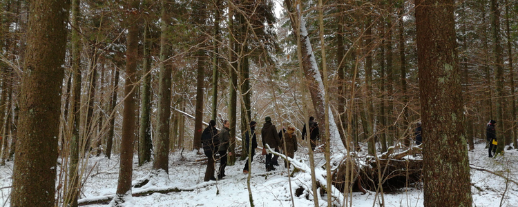 People walking in snow in the forest.
