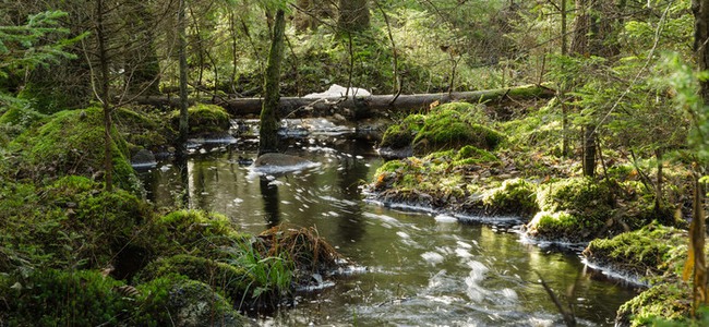 A streaming creek in an untouched, old-growth and mossy coniferous forest