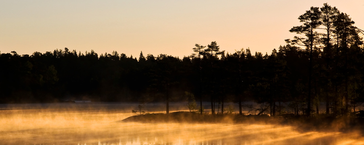 Trees by the water in evening light. Foto: Mostphotos