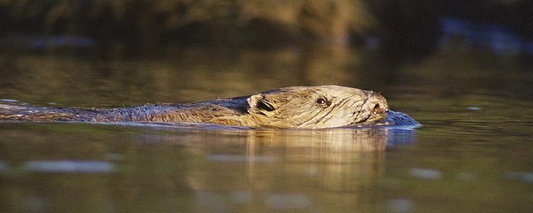 Beaver swimming in the water.