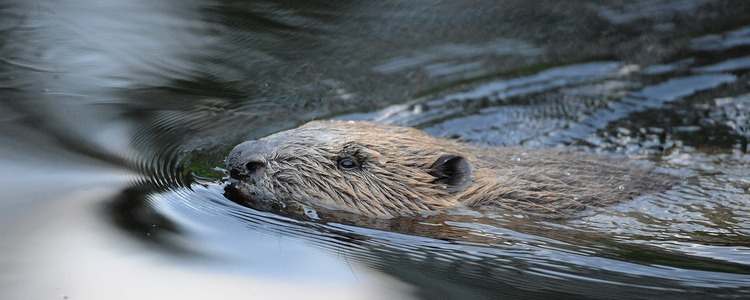 Beaver swimming in water.
