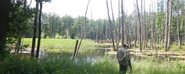 Beaver dam, Poland