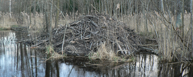 Beaver lodge, Lithuania