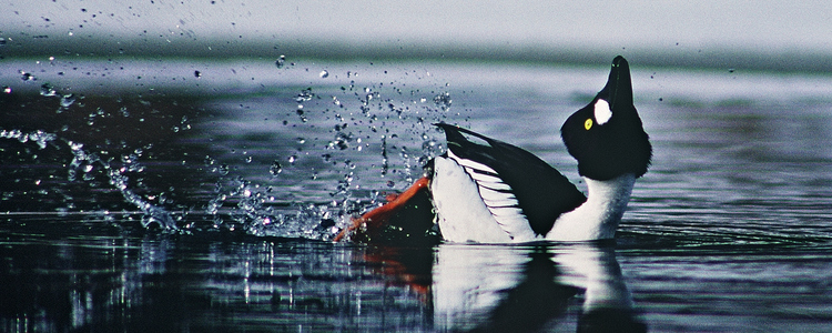 Common Goldeneye in water. Foto: Kenneth Johansson