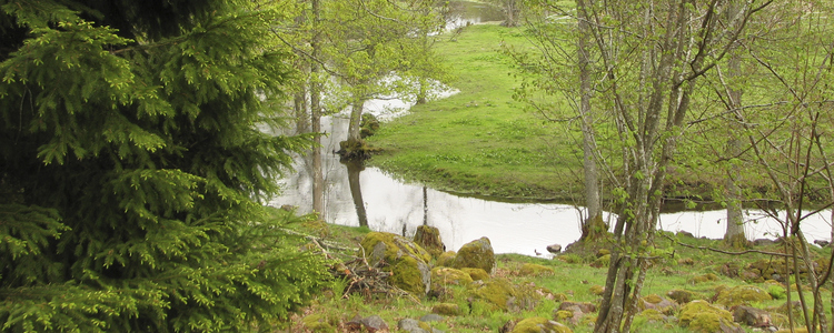 Stream in the forest. Foto: Kristian Svedberg