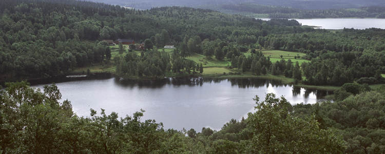 Landscape with forest and a lake.