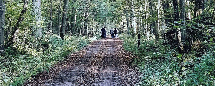 People walking on a road in the forest.