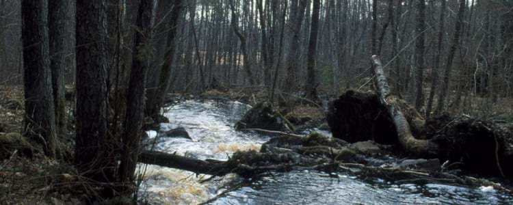 Water in the forest.