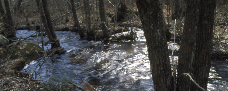 Water in the forest. Foto: Michael Ekstrand