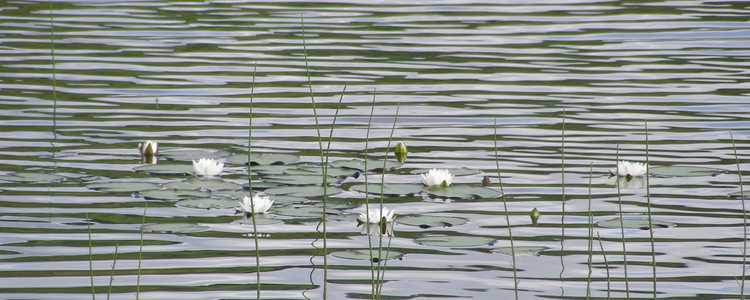 Water mirror. Foto: Åke Sjöström/Skogsstyrelsen