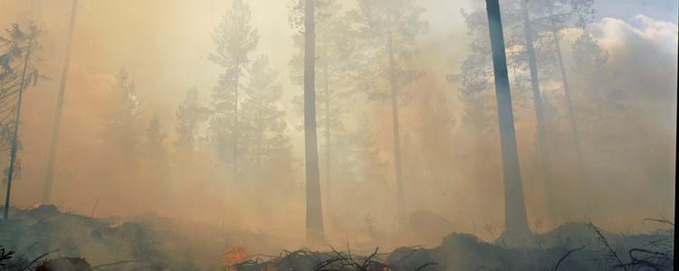 Brand i skog.