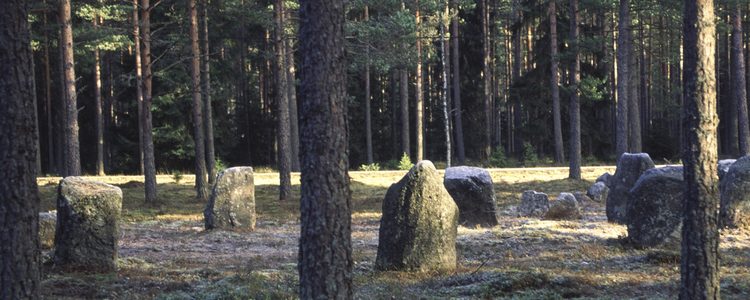 Ett fornminne i form av domarringar i tallskog.
