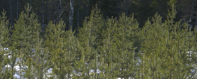 Plantskog i snö.  Foto: Åke Sjöström/Skogsstyrelsen