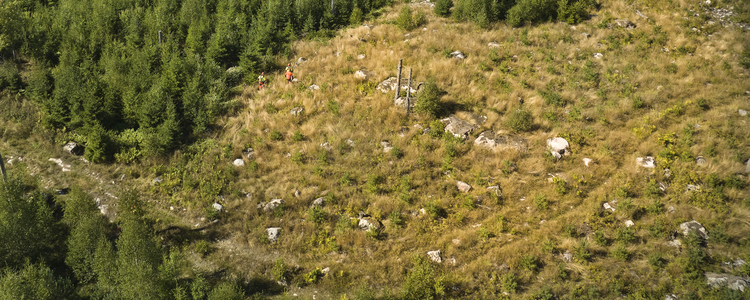 Drönarbild över skogsområde