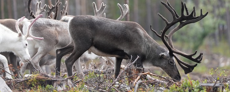 Renar på ett markberett hygge sydväst om Tänndalen. I förgrunden en ren med imponerande stora horn. Foto: Åke Sjöström