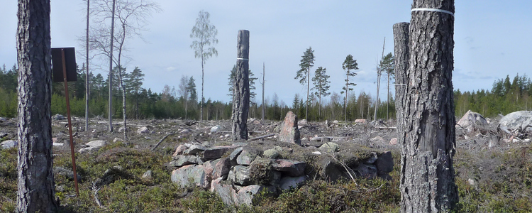 Four stumps marking av remain of a building at a felled area.  Foto: Göran Lundh