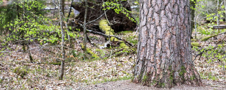 Old pine tree and some left dead wood.  Foto: André Nyström