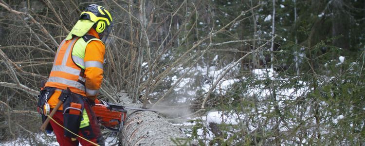 Felling with chain saw. Foto: Josefina Sköld