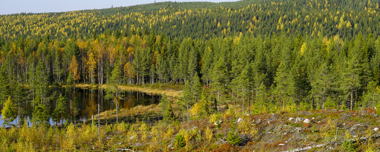 Forest landscape in autumn colours.