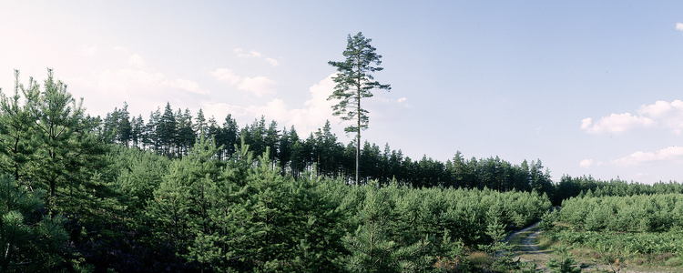 Young stand with pine. Foto: Michael Ekstrand