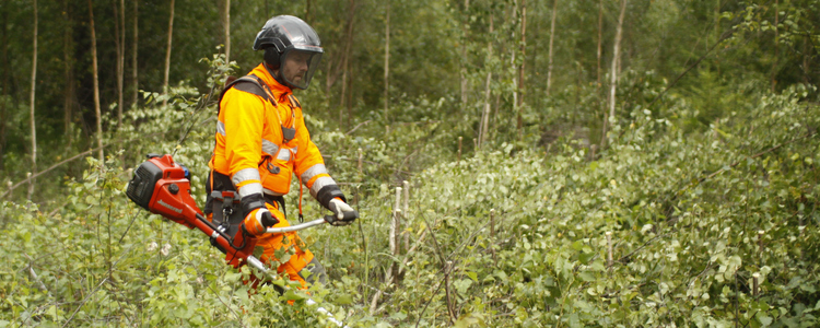 Precommercial thinning in forest.