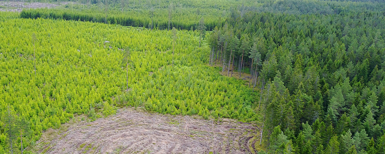 Forest landscape from above