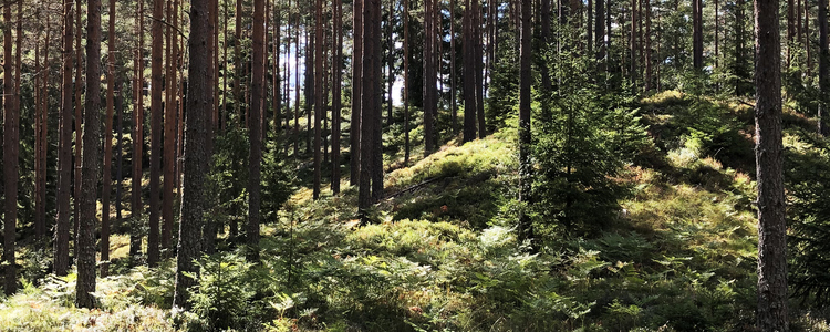 Pine forest.