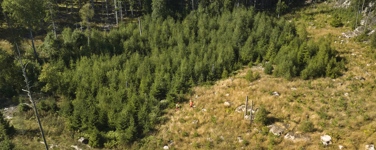 Young forest stand and clear-cut area