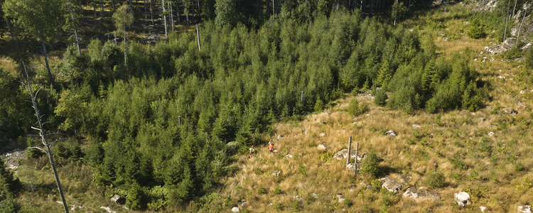 Young forest stand and clear-cut area. Foto: Patrik Svedberg