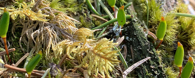 Green shield moss and other mosses on dead wood in nature conservation agreements