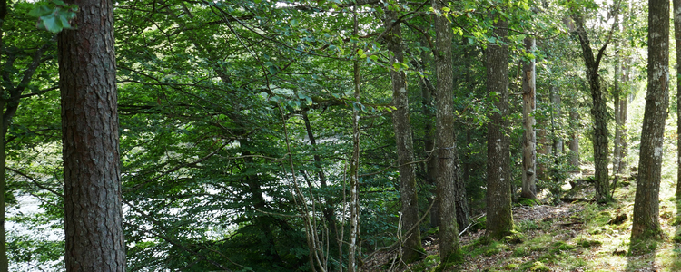 Trees and bushes along a river. Foto: Stefan Andersson