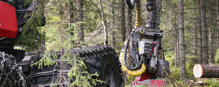 Felling in forest. Foto: Bo Persson