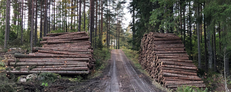 Stocks of timber along the forest road side.