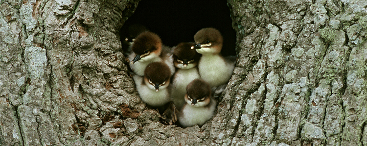 Baby birds in nest holes in wooden trunks