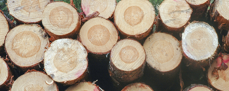 Stocks of Roundwood. Foto: Anna Petersson