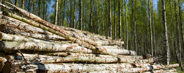 Björkskog och trave med björkvirke. Foto: Mostphotos