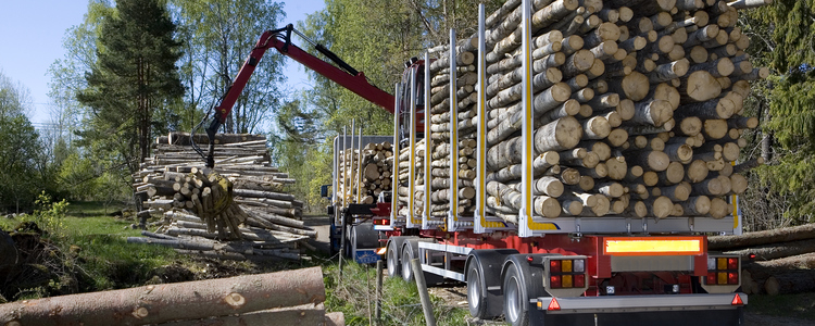 Lastning av timmer i skogen. Foto: MostPhotos