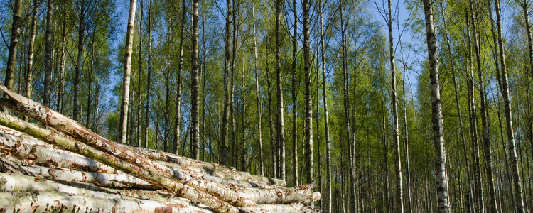 Björkskog.