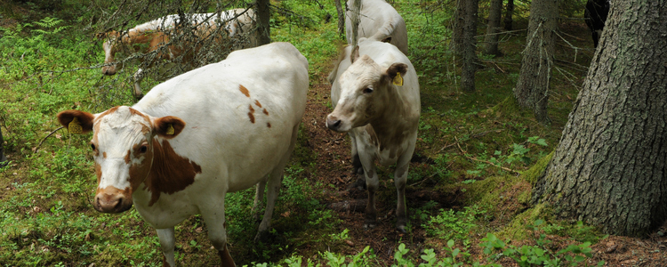 Kor på skogsbete. Foto: Johan Nitare