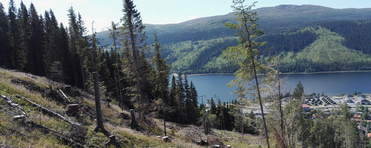 Bilden föreställer avverkning i brant erosionskänslig terräng med bostäder nedanför i Åre som kan påverkas vid ras från Åreskutan och ned i Åresjön. Foto: Anja Lomander