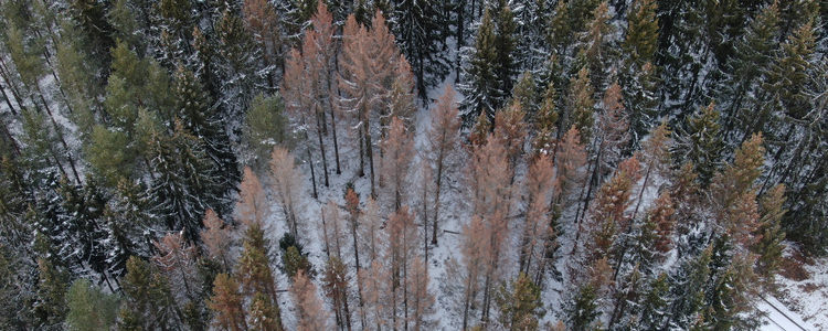 Drönarbild över granskog med rödbruna granar som angripits av granbarkborre. Fotot är taget i Stjärnorp, Östergötland i februari 2022.