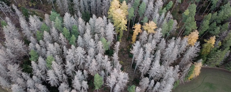 Skog där många granar dödats av granbarkborre