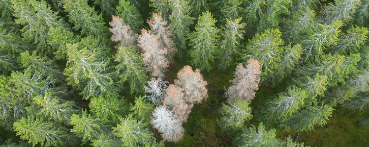 Drönarbild över skog som angripits av granbarkborre