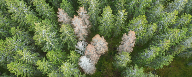 Drönarbild över skog som angripits av granbarkborre. Foto: Yaman Albolbol