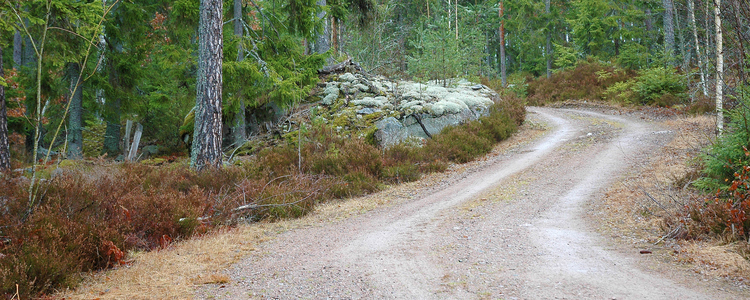 Skogsbilväg.