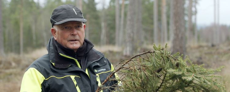 Klippbild från filmen - Stefan Anderson visar grenar från gran och tall. 