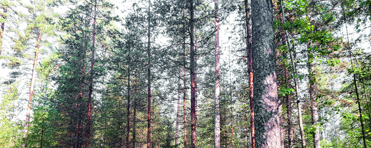 Träd - överhållen skärm. Foto: Carl Appelqvist