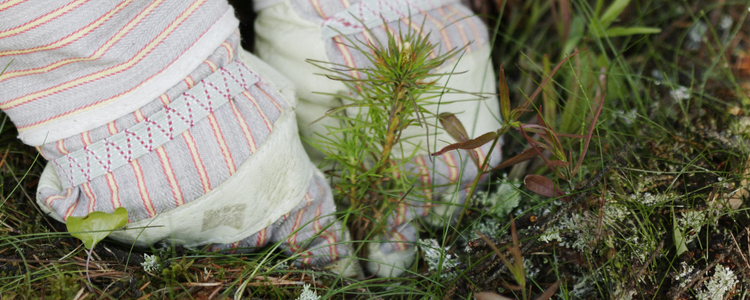 close-up of hands planting a pine seedling outdoors. Foto: Barbro WickstrÃ¶m