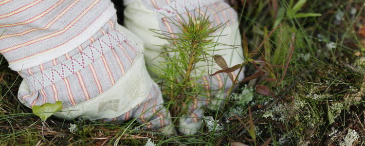 close-up of hands planting a pine seedling outdoors. Foto: Barbro WickstrÃ¶m
