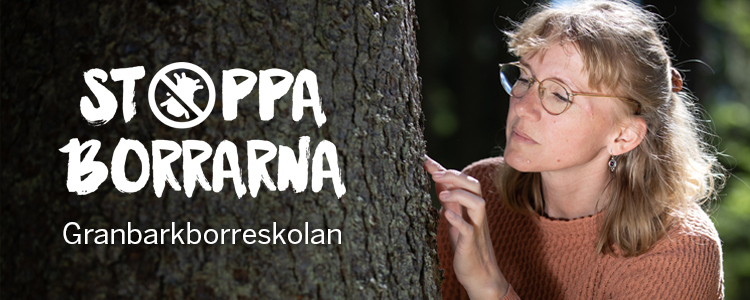 Bild på en kvinna som letar efter granbarkborrar på en stam.